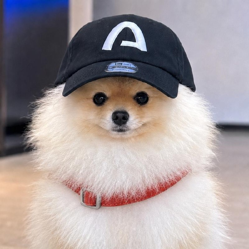 ARCDOG Pomeranian mascot